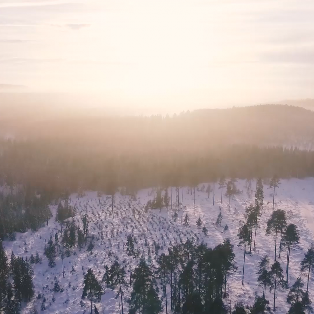skog-i-sverige-dar-sakerhetsbolaget-srs-verkar